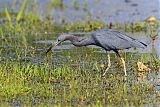 Little Blue Heron